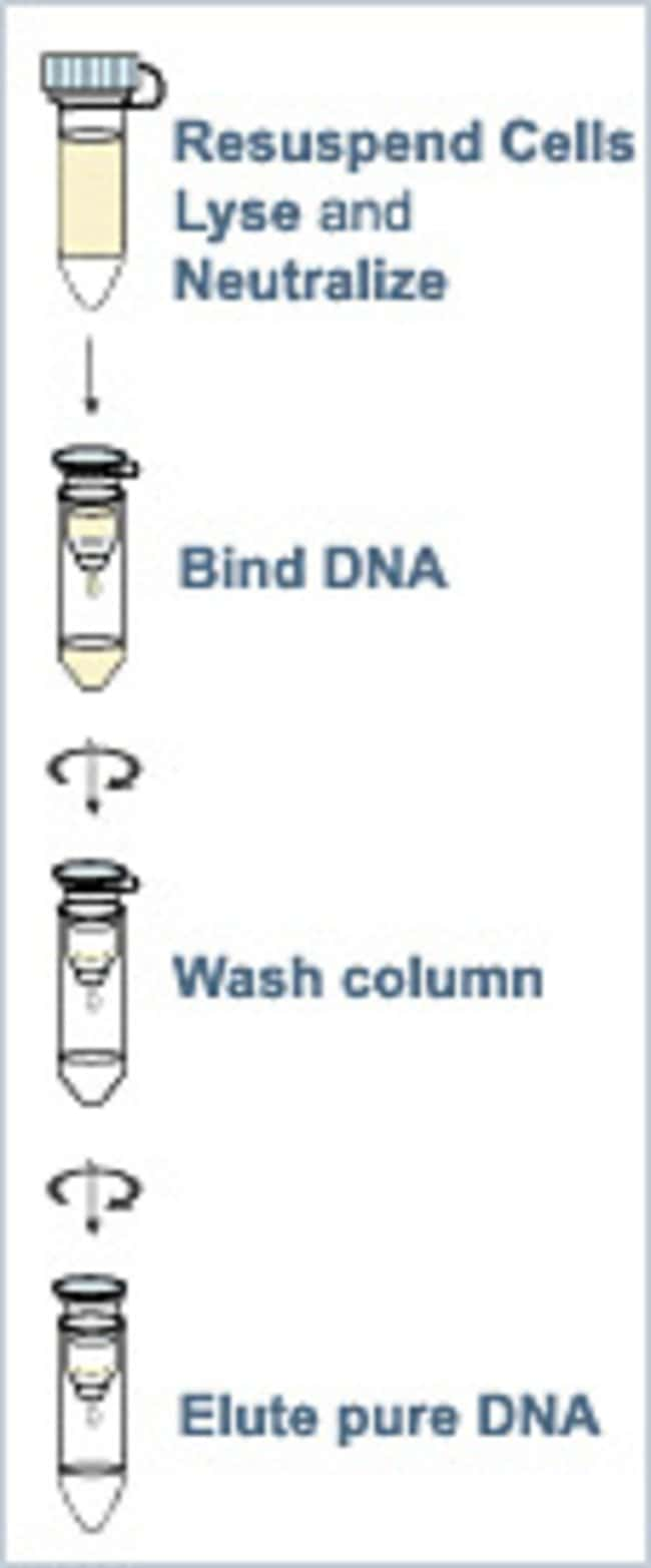 Wizard Genomic DNA Purification Kit Promega Corporation