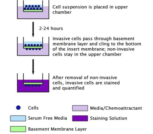 ElectroTen-Blue Electroporation Competent Cells Agilent