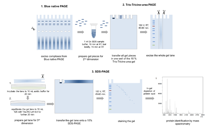 Gel Preparation for Native Protein Electrophoresis