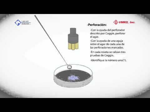 Technique of Ouchterlony double diffusion Blogger