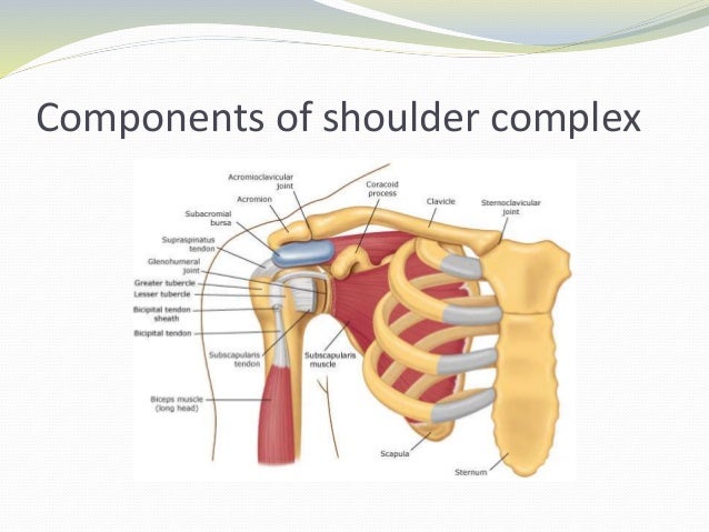 Shoulder Impingement Protocol mc.vanderbilt.edu