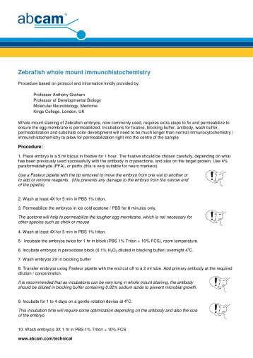 Western Blot Protocol 160427 ENCODE