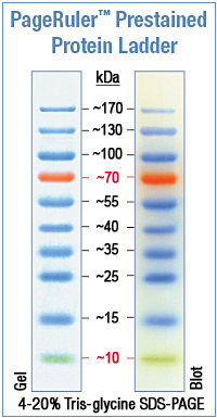 Preparing protein samples for sds-page Web Services