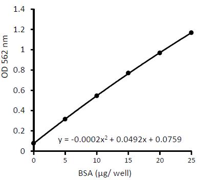 beta-Actin monoclonal antibody Immunohistochemistry