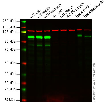 Free Recombinant Gene Expression Reviews And Protocols 2nd