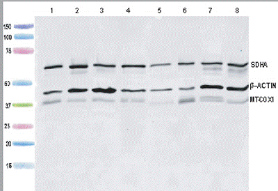 General western blot protocol Abcam PDF documents