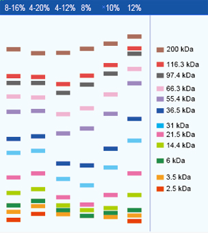 Optimized protocol for protein extraction from the Breast