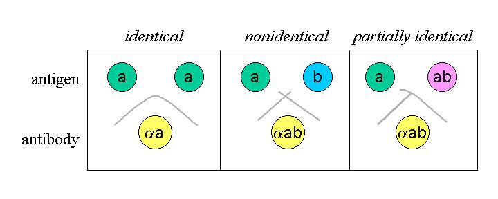 Ouchterlony double immunodiffusion Wikipedia